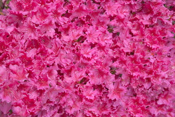 nature and botany, flora and nature, flower petals with intense colors for garden and park decoration, flowering of the plant, pink  flowers floral arrangement background texture   decorative ornament