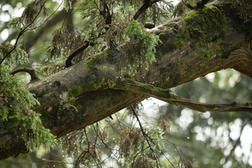 Fototapeta premium tree in the forest