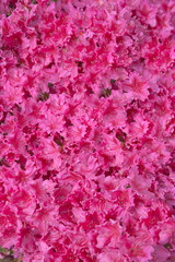 Fototapeta premium nature and botany, flora and nature, flower petals with intense colors for garden and park decoration, flowering of the plant, pink flowers floral arrangement background texture decorative ornament