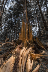 Baumstrunk Nahaufnahme