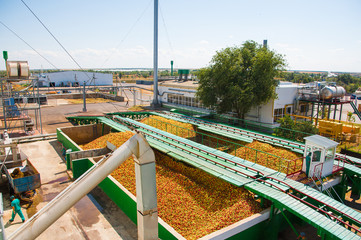 Ripe apples being processed and transported in an industrial production facility