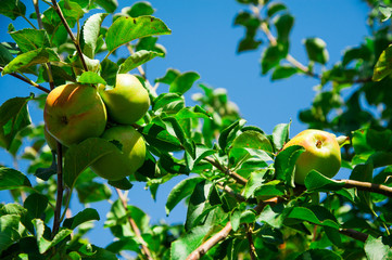 Apples grows on a branch among the green foliage