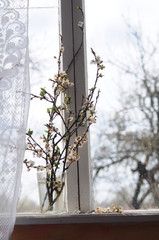 Beautiful spring background. on a windowsill is a glass of water in which there are flowering branches of cherries. photos are illuminated by sunset light. greeting card with place for text