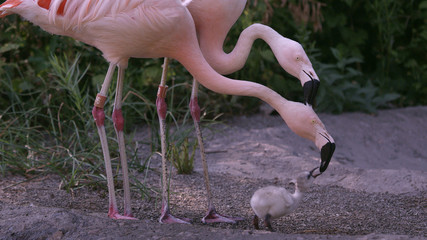 Two adult flamingos trying to feed the same chick at the same time confusing one adult feeding on the other ones head.