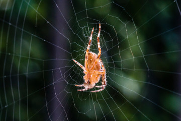 spider on web