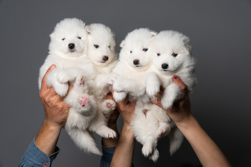 Obraz premium Group of 4 cute samoyed puppys isolated on grey background