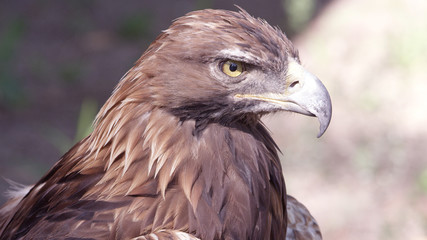 Golden Eagle staring in the distance as it watches intently.