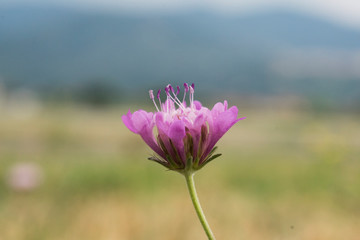 pink cosmos flower