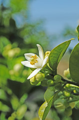 ボンタンの花とつぼみ　鹿児島県出水市