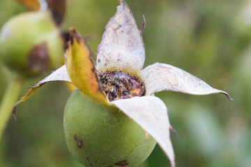close up of a flower