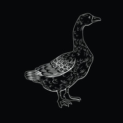 Vector illustration of a goose in black and white chalk style