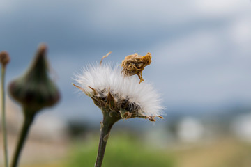 dandelion seed head