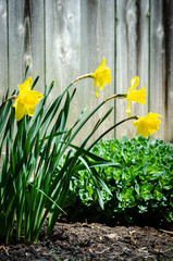 Four Daffodils in the sun