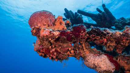 Seascape in turquoise water of coral reef in Caribbean Sea / Curacao with fish, coral and sponge