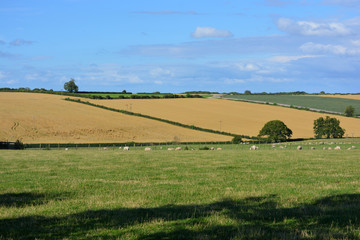 Obraz premium Rural landscape over farmland with sheep in the summer, Gilling East, North Yorkshire, England