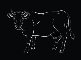 Vector illustration of a cow in black and white chalk style