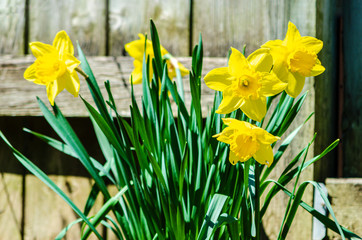 Front Close-up of five Daffodils