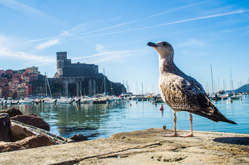 seagull on the pier, Castle in Lerici