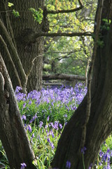 Bluebell Wood