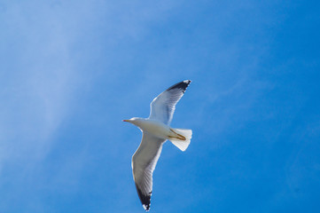 seagull in flight