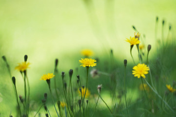 Fototapeta premium yellow flowers on green background