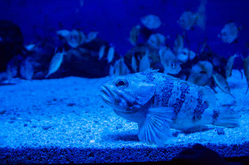 tropical fish in aquarium