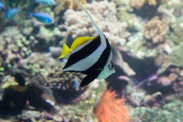 tropical fish in aquarium
