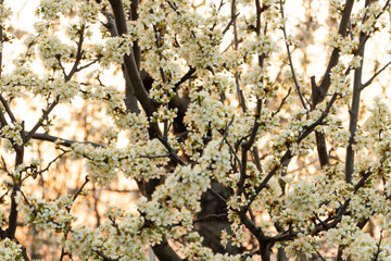 A plum tree full of beautiful white flowers at sunset