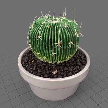 Succulent in planter 3