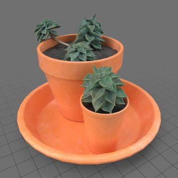 Succulent in planters