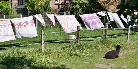 Betwäsche trocknet und Lama sitzt auf WIese