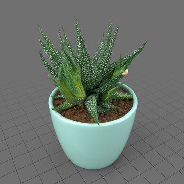 Succulent in planter 2