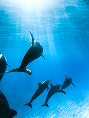 Obraz na płótnie Canvas Follow The Dolphins