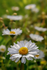 white daisy flower