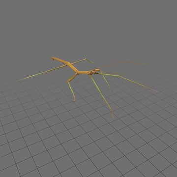 Stick insect 1