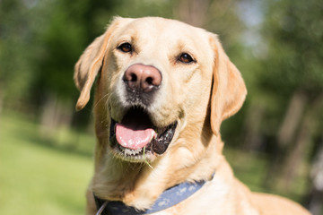 Smiling labrador dog in the city park 
