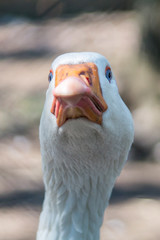 portrait of a goose