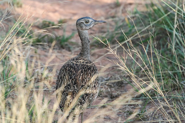 Lesser African bustard leaves looking back over the long grass