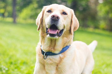Smiling labrador dog in the city park 