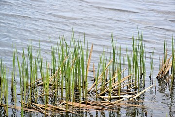 Wyrastająca trzcina z wody