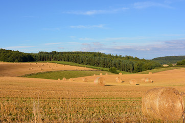 Agricultural landscape in late summer with golden harvest fields, near Hovingham, North Yorkshire,...