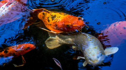 orange fish in aquarium