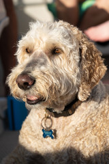 Close up of Adorable Labordoodle in sunlight