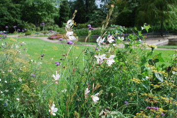 Wild flowers in the park