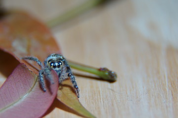 spider on a leaf