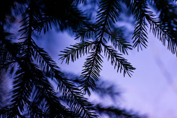 Fototapeta na wymiar branches of fir tree