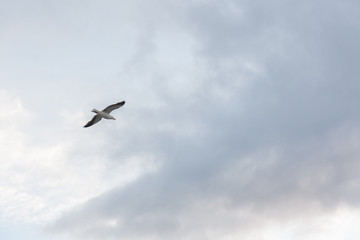 Seagull in the sky in cloudy weather against a cloudy sky