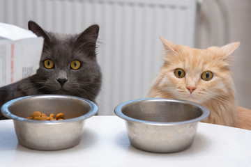 hungry cats sit near their bowls and wait for food