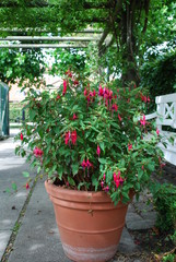 A flowerpot with fuschia