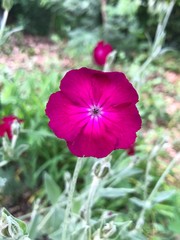 red poppy flower